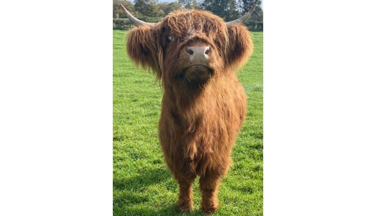 Visit Isle of Wight, Things to do, Highland Cow