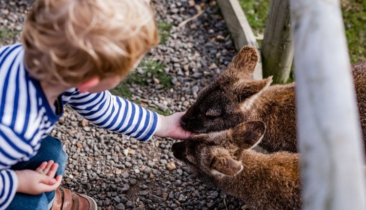 Child feeding wallabies at Tapnell Farm Park, Isle of Wight, attraction, family fun, activities