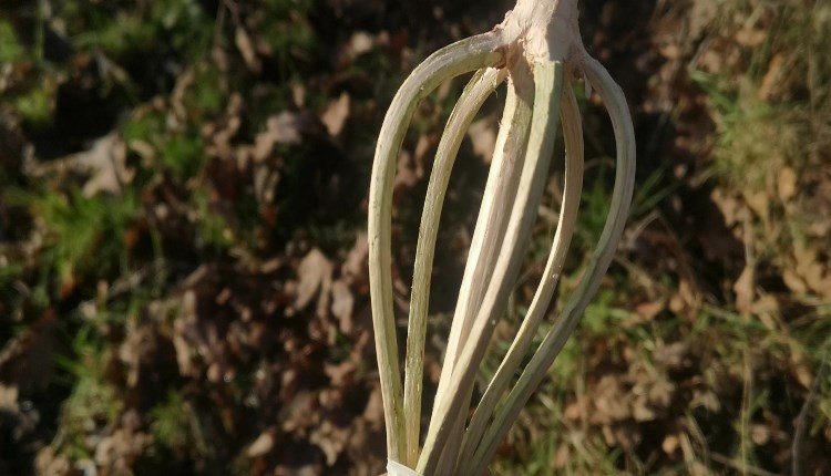 Isle of Wight, Things to do, Garlic Farm, handmade wooden whisk