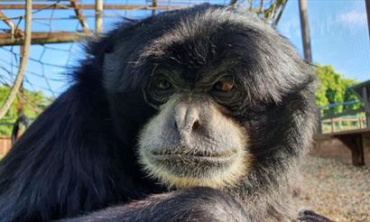 Bog the Siamang at Monkey Haven, sanctuary, Isle of Wight, Things to Do