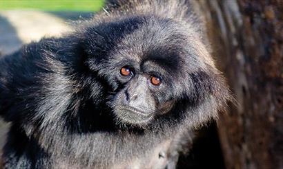 Mueller gibbons at Monkey Haven, sanctuary, Isle of Wight, Things to Do, attraction