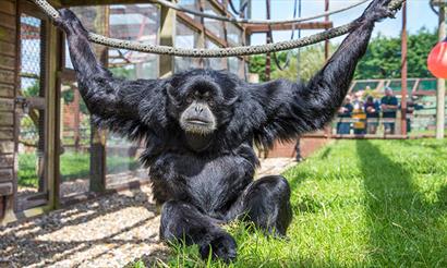 Xhabu the Siamang at Monkey Haven, sanctuary, Isle of Wight, Things to Do - copyright: Jason Swain