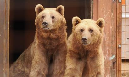Two bears at Wildheart Animal Sanctuary, Sandown, Things to Do