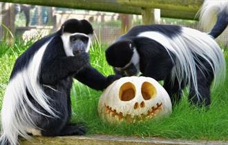 Monkey's playing with a pumpkin at Monkey Haven, October half term Halloween event, what's on, Isle of Wight