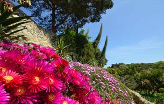 Ventnor Botanic Garden