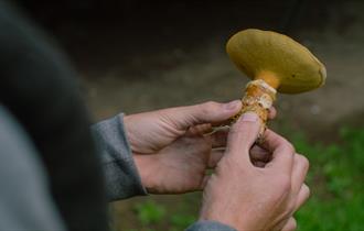 Isle of Wight, things to do, Autumn Foraging Walk, Borthwood Copse, Picture of freshly picked mushroom