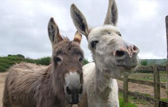 Two donkeys in the paddock at Isle of Wight Donkey Sanctuary, attraction, Wroxall
