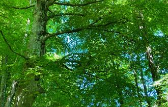 Beech tree, trees of life series gong and sound baths, health & wellbeing, Isle of Wight, wellness event, what's on, Echo Me Sound Therapy, image cred