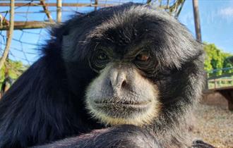 Bog the Siamang at Monkey Haven, sanctuary, Isle of Wight, Things to Do