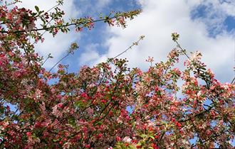 Crab Apple tree, trees of life series gong and sound baths, health & wellbeing, Isle of Wight, wellness event, what's on, Echo Me Sound Therapy