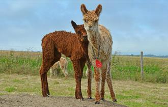 West Wight Alpacas