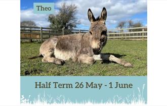 Isle of Wight, Things to do, Events, May Half Term, Donkey Sanctuary, Picture of Theo lying down in a field.
