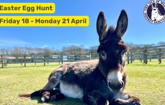 isle of Wight, Easter Weekend, IOW Donkey Sanctuary, Egg Hunt, Amber the donkey lying down