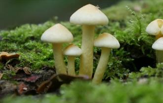 Isle of Wight, Things to do, Family Fungi Walk, Mottistone, Moss and Fungi image