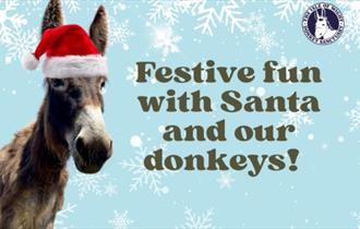Isle of Wight, Christmas Fun, Isle of Wight Donkey Sanctuary, Wroxall