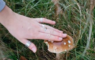 Isle of Wight, Things to do, Foraging Walks, Someone touching the top of a Mushroom