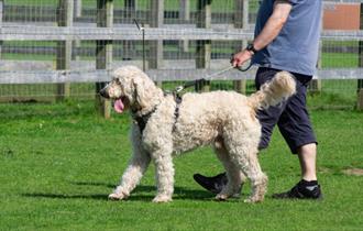 Isle of Wight, Things to do, Whats On, Dog Show, Donkey Sanctuary, Wroxall