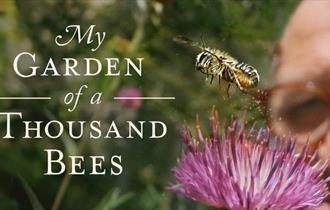 Isle of Wight, Things to do, Talk, Quay Arts, Thousand Bees