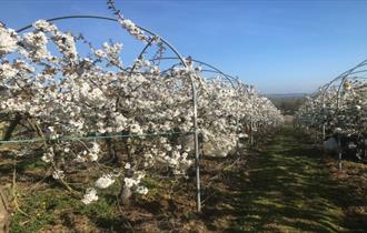 Image of fruit trees in blossom, Isle of Wight, Local Produce, Godshill Orchards, Godshill