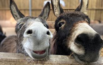 Isle of Wight, things to do, Guided Tour, Free Event, IoW Donkey Sanctuary