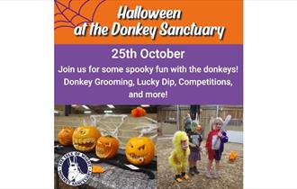 Isle of Wight, Things to do, Halloween, October Half Term, Isle of Wight Donkey Sanctuary