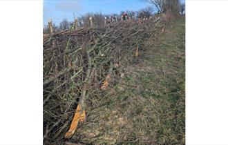 Isle of Wight, Things do to, Hedgelaying Competition, Isle of Wight Steam Railway.
