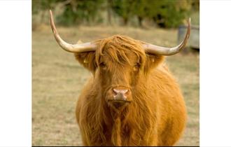 Isle of Wight, Things to do, Meet the Cows, Isle of Wight Rare Breeds CIC, Highland Cow