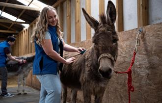 Summer activities at the Isle of Wight Donkey Sanctuary