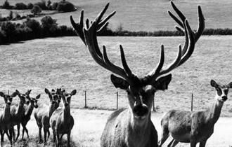 Image of Stag Deer with herd behind him, Isle of Wight Deer Farm, Local Produce, Newport, let's buy local