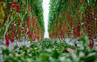 Isle of Wight, Local Produce, Growing tomatoes, Isle of Wight Tomatoes
