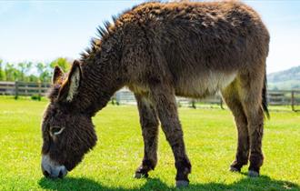 Donkey eating grass in a field at the Isle of Wight Donkey Sanctuary, October half term event, what's on, family fun, children's event, Isle of Wight