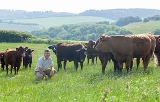 Man standing around cows in a field at Cheverton Farm, Isle of Wight Meat Co, local producers, local produce, let's buy local