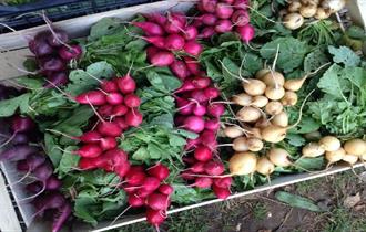 Image of freshly pulled radish of different colours, Living Larder, Local Produce, Ventnor, Isle of Wight