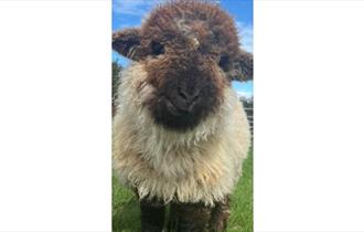 Isle of Wight, Things to do, Isle of Wight Rare Breeds CIC, lamb