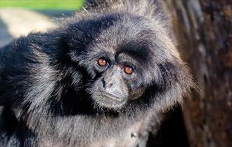 Mueller gibbons at Monkey Haven, sanctuary, Isle of Wight, Things to Do, attraction