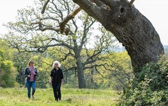Isle of Wight, Things to do, Guided Walk, National Trust, Newtown Nature Reserve.