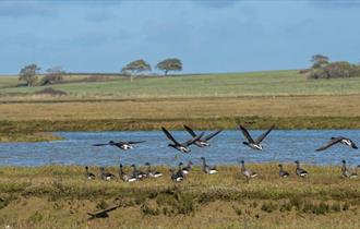 Birds at Newtown National Nature Reserve, Isle of Wight, birdwatching, wildlife, guided walk, Winter event, what's on