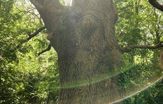 Oak tree, trees of life series gong and sound baths, health & wellbeing, Isle of Wight, wellness event, what's on, Echo Me Sound Therapy