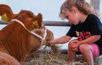Royal Isle of Wight County Show — image from event listing