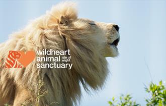 Isle of Wight, Wildheart Animal Sanctuary, Things to do, Events, Sunrise Breakfasts