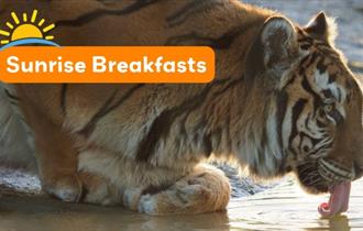 Isle of Wight, Things do to, Sunrise Breakfasts at Wildheart Animal Sanctuary, Sandown, Tiger Drinking