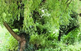 Willow tree, trees of life series gong and sound baths, health and wellbeing, Isle of Wight, wellness event, what's on, Echo Me Sound Therapy