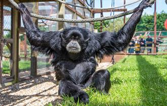 Xhabu the Siamang at Monkey Haven, sanctuary, Isle of Wight, Things to Do - copyright: Jason Swain