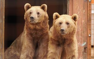Two bears at Wildheart Animal Sanctuary, Sandown, Things to Do