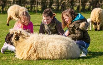 Children sitting with a sheep at Isle of Wight Rare Breeds CIC, animals, children activities, attraction, family, nature