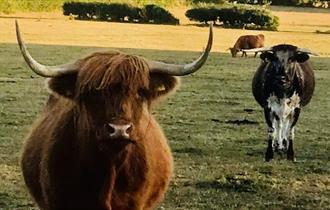 Highland cows in a field at Isle of Wight Rare Breeds CIC, farm evening event, what's on