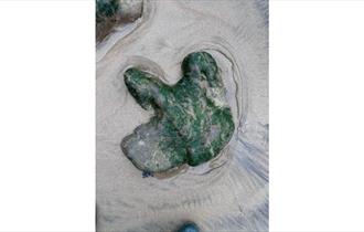 Dinosaur footprint on the Isle of Wight, fossil walk, National Trust, what's on, event