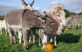 Donkies eating pumpkins at Isle of Wight Donkey Sanctuary, Halloween event, children's activities, free tours, October half term, what's on, event