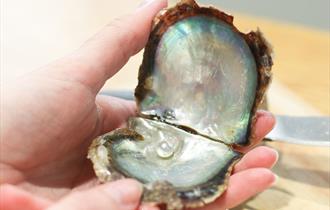 Peal inside an oyster, Isle of Wight Pearl Easter event, what's on, Isle of Wight