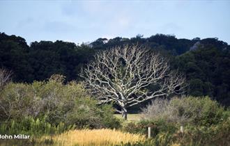 Newtown National Nature Reserve, wellbeing walk with National Trust, Isle of Wight, what's on, walking event - image credit: John Millar